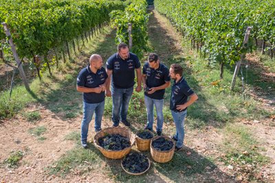 Traditionelle Weinlese mit Freunden in der Natur