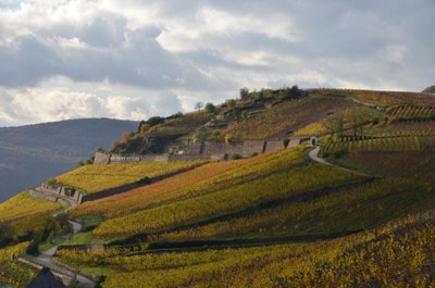 Idyllische Weinberge unter bewölktem Himmel