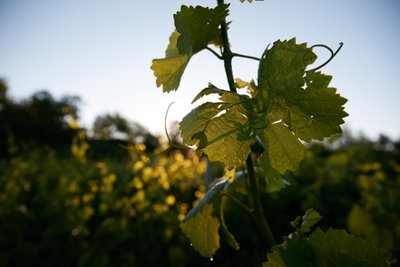 Nahaufnahme von Weinblättern in einem malerischen Weinberg