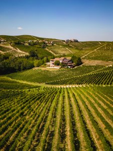 Die sanften Hügel sind mit Reihen von Weinreben bedeckt, während ein malerisches Gebäude in der Nähe steht.