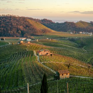 Malerische Weinlandschaft bei Sonnenuntergang