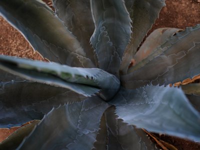Nahaufnahme einer Agave mit blauen Blättern
