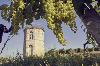 Trauben im Vordergrund mit historischem Turm im Hintergrund