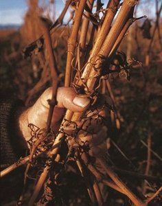 La Latura La Latura